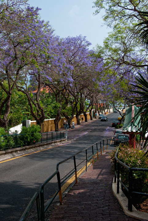 004_Madera_Funchal - kwitnace drzewa jacarandy.jpg